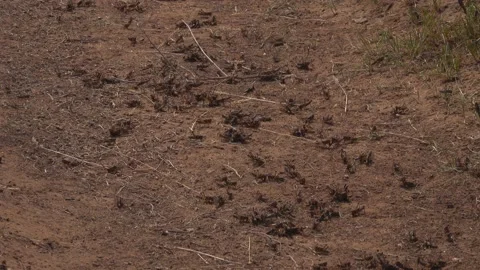 Desert Locust Attack Fields and Lands. Environment Problem Stock Footage 157963717