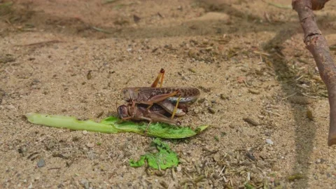 Desert locust mates on the sand Stock Footage 194396504