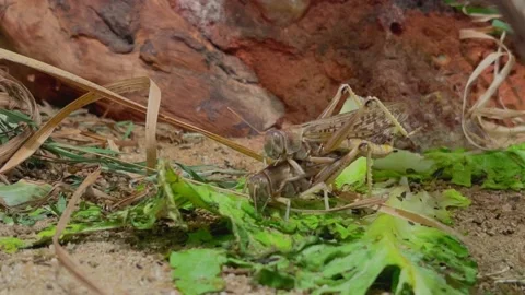 Desert locust mates on the sand Stock Footage 194509396