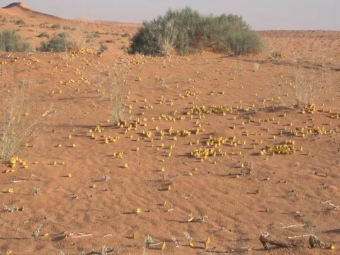 Desert Locusts Stock Footage 112786878