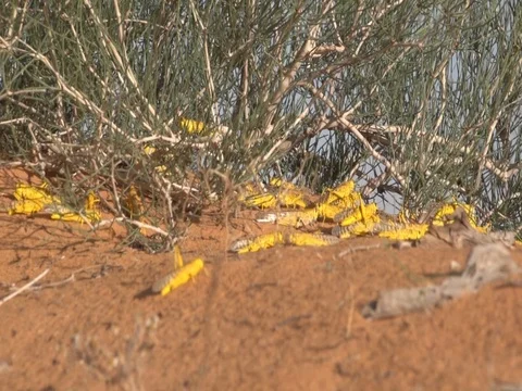 Desert Locusts Stock Footage 112786953
