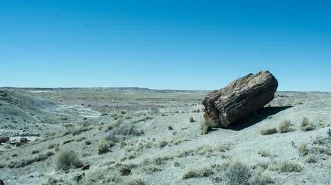 Desert Log Stock Photos