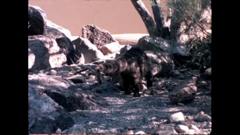 Desert Mammal Stock Footage 276290456