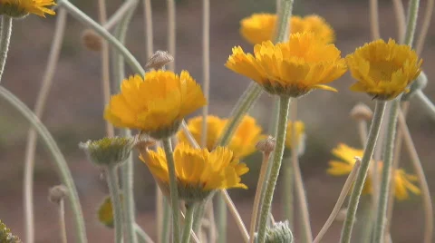 Desert Marigolds Video stock 751179