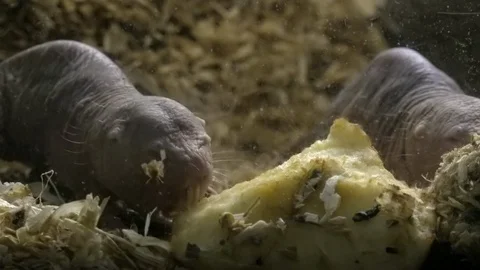 Desert mole rats or sand puppies gnawing piece of tuber with their sharp teeth Stock Footage 99844533