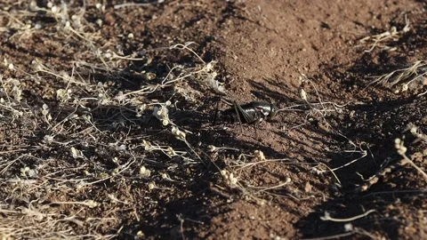 Desert Mormon Cricket Migration Nevada Stock Footage 134505366