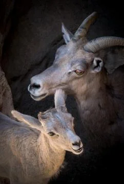 Desert Mountain Sheep Stock Photos