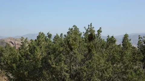 Desert mountains and flora Video stock 90072530
