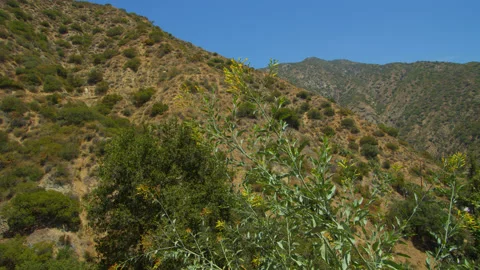 Desert Mountains in Summer Time Yellow Flowers Video stock 201636658