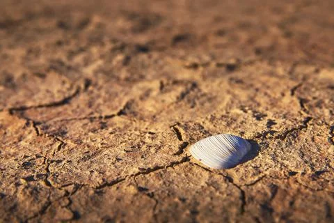 Desert Mud Crack with Sea Shell in St Thomas Ghost Town Nevada Stock Photos