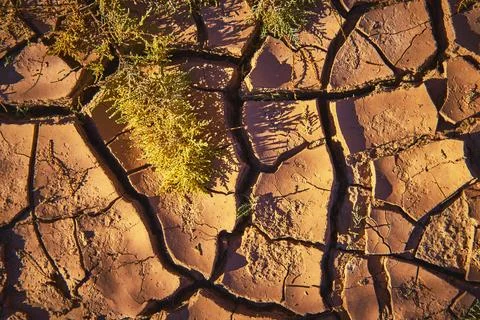Desert Mud Crack Texture with Sparse Vegetation Nevada St Thomas Stock Photos