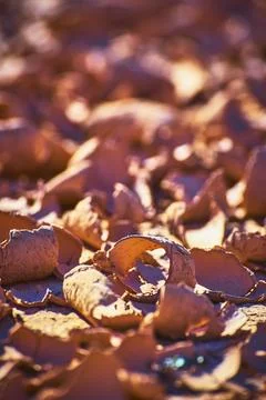 Desert Mud Crack Texture in Sunlight Close Up Dry Earth Pattern Stock Photos