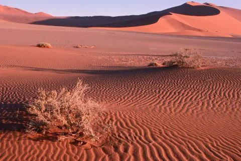 Desert, Namibia 写真素材