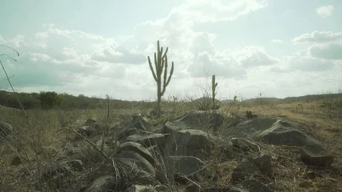 Desert at noon Stock Footage 86009415
