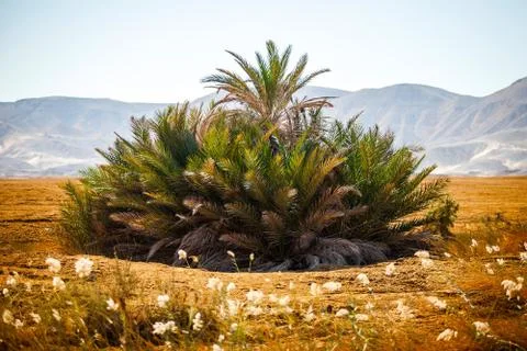 Desert oasis Stock Photos