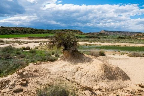 Desert Oasis Stock Photos