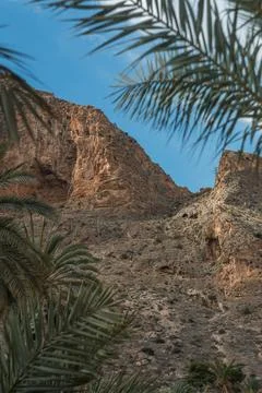 Desert Oasis Stock Photos