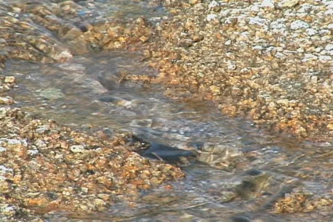 Desert Oasis stream CU Stock Footage 281320