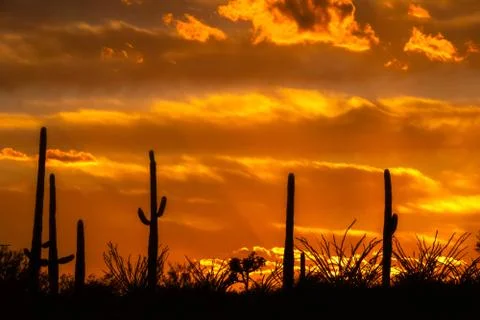 Desert Oasis at Sunset with clouds and orange colored sky Stock-Fotos