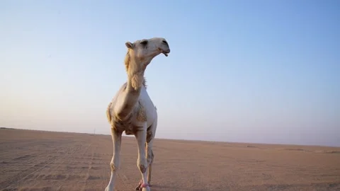 Desert Old Camel Sunset  Low Angle Original Footage Stock Footage 313761826