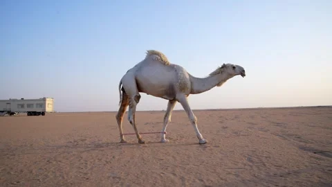 Desert Old Camel Sunset Walking Original Footage Stock Footage 313761801
