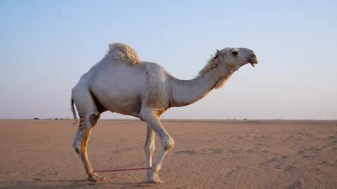 Desert Old Camel Sunset Walking Original Footage Stock Footage 313761813