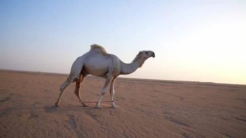 Desert Old Camel Sunset Walking Original Footage Stock Footage 313761814