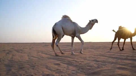Desert Old Camel Sunset Walking Original Footage Stock Footage 313761827