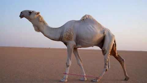 Desert Old Camel Sunset Walking Stock 4K Video Stock Footage 313761885