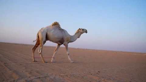 Desert Old Camel Sunset Walking Original Footage Stock Footage 313761941