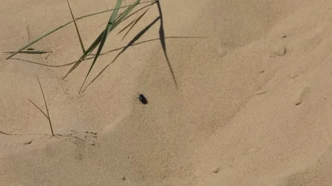 Desert Oleshki Sands Stock Footage 236579920