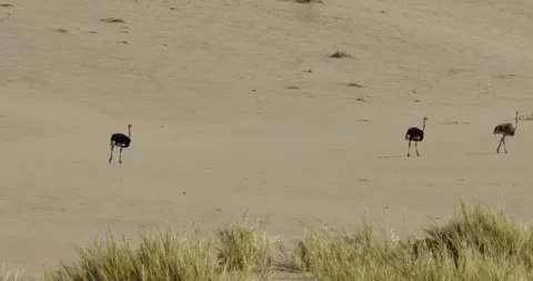 Desert ostrich 動画素材 252446287