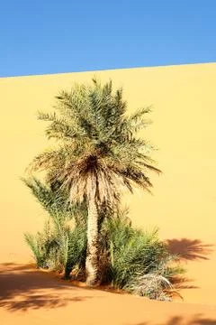 Desert palm Stock Photos