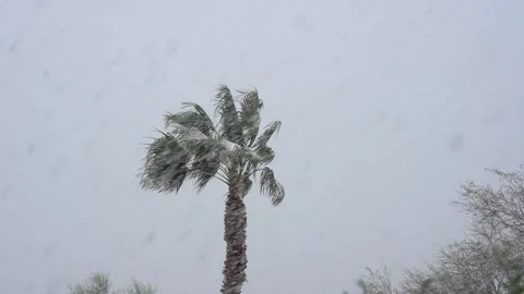 A desert palm tree in a driving snow storm Video stock 147292548