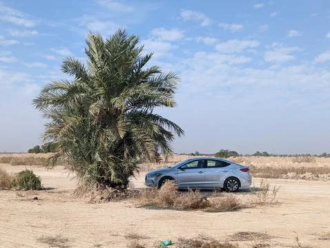 Desert palm tree with silver car parked nearby Stockfoto's