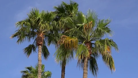 Desert palm trees blowing in the wind Stock Footage 106431980
