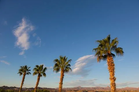 Desert Palm Trees Stock Photos