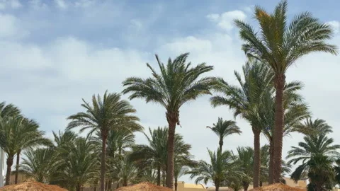 Desert Palms Shine. Bright Desert Scene Featuring Towering Date Trees And Golden Vídeos de archivo 337940400