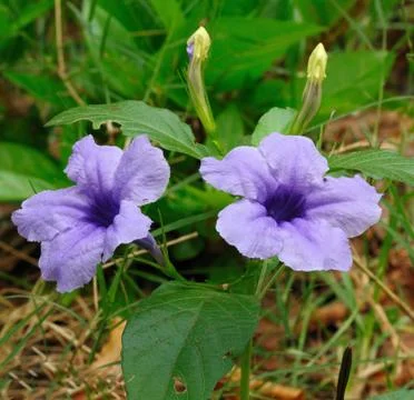 Desert Petunia Stock Photos