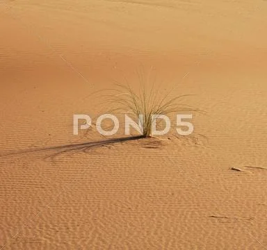 Desert Stock Photos