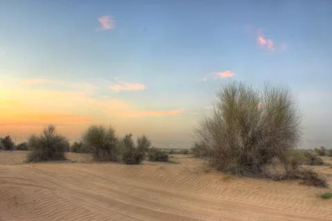 Desert 스톡 사진