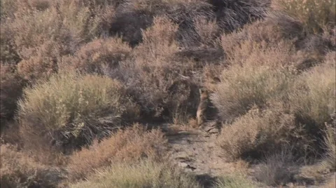 Desert Plain Coyote Stock-Footage 40681297