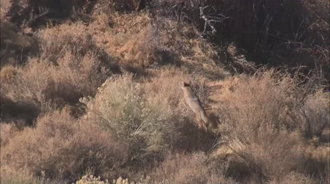 Desert Plain Coyote Stock Footage 40681300