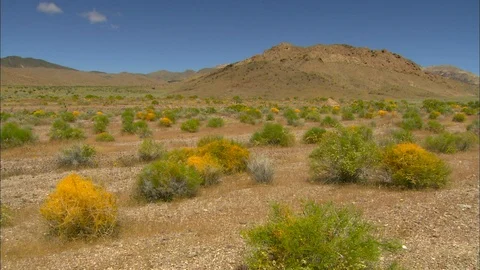 Desert plain with tumbleweeds Stock Footage 87765100