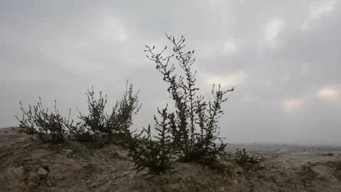 Desert plant against a cloudy sky, low lighting Видео 138677873