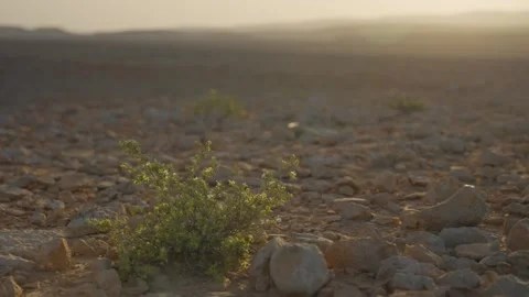 Desert plant blowing in the wind during sunset or sunrise Видео 339074839
