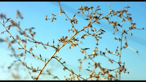 Desert plant with blue sky Stock Footage