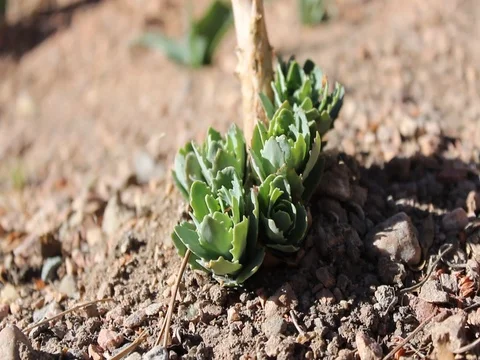Desert Plant Close Up Video stock 80933264