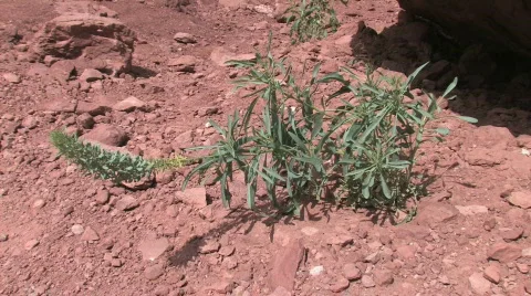 Desert Plant Stock-Footage 668883