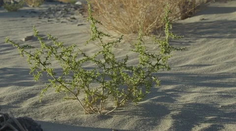 Desert plant Stock Footage 40766224